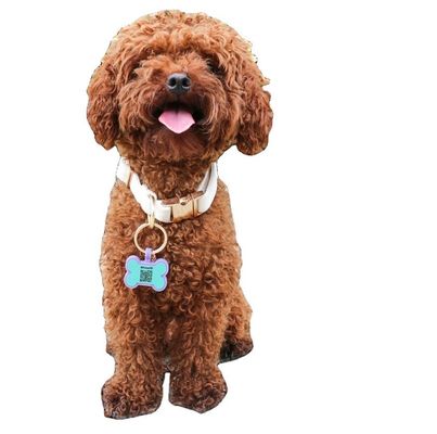 Etiquetas silenciosas de silicona sin BPA de color colorido etiqueta de cuello de silicona para perros en venta etiquetas de identificación de perros de silicona únicas accesorios
