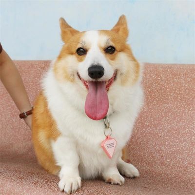 Venta al por mayor bajo MOQ forma barata diferente muchos colores para opciones silicona blanco etiqueta de perro nombre ID etiqueta
