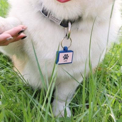 Venta al por mayor bajo MOQ forma barata diferente muchos colores para opciones silicona blanco etiqueta de perro nombre ID etiqueta